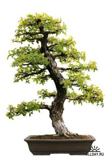 bonsai - 1248713413_shutterstock_19473046.jpg