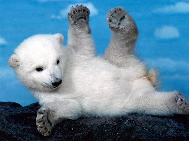 Tapety zwierzęta świat - Whoops Polar Bear.jpg
