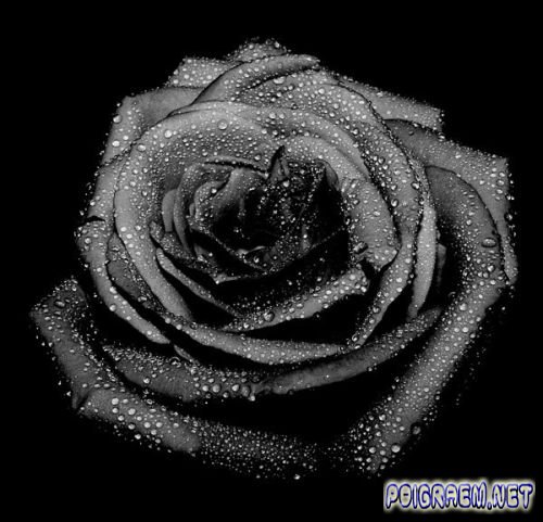 Czarne Róże - 1263092416_1260933798_48011812_971.jpg
