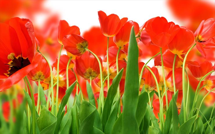 Tulipany - tulipany36.jpg