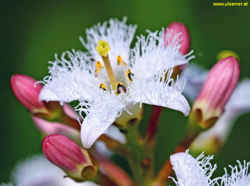 Kwiaty - menyanthes-trifoliata-2.jpg