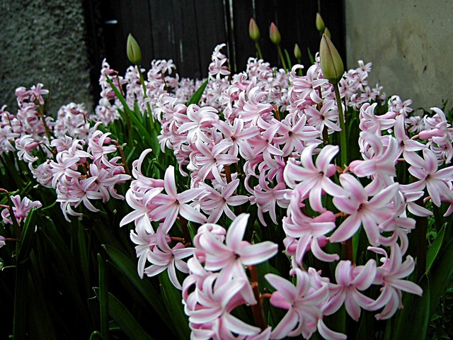 hiacynty - tulipanki-wsrod-hiacyntow-_6701271855900.jpg