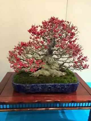   bonsai - najpiękniejsze drzewka - c9302afddba160f22143f0ba052ad772.jpg