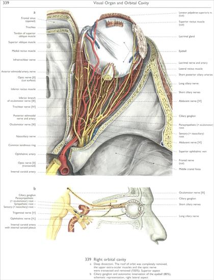 Wolf-Heidegger Color Atlas of Human Anatomy - CNS - 339 - visual organ and orbital cavity.jpg