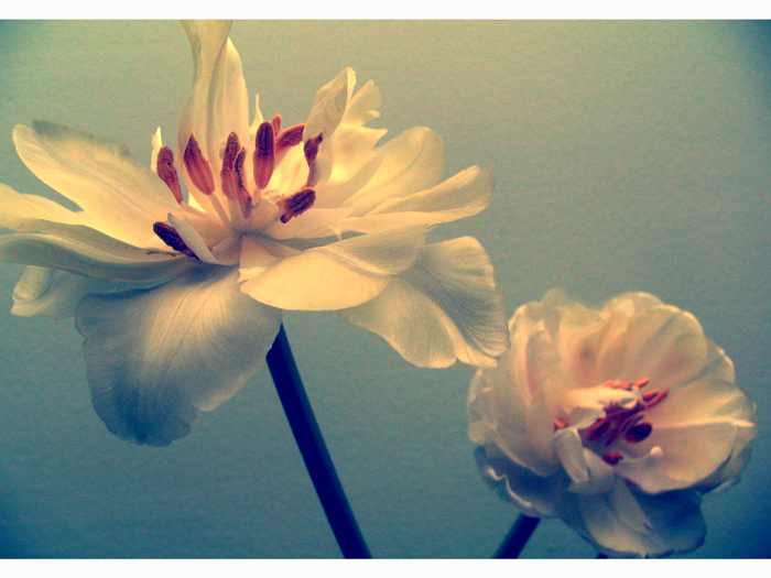  Obrazki - flowers.jpg