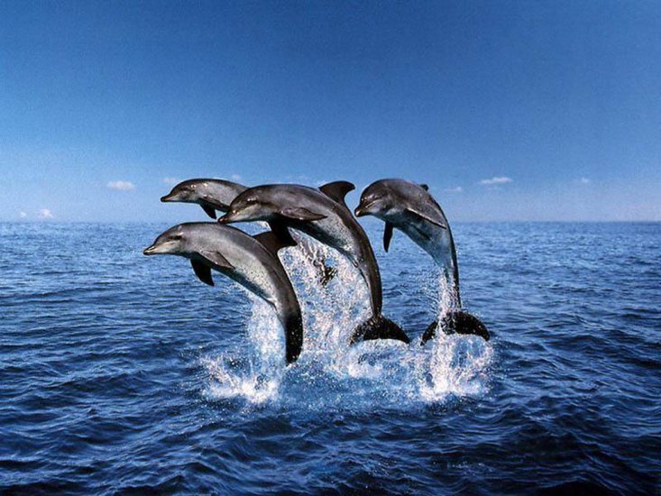 Delfiny , rekiny itp - wodne 6.jpg