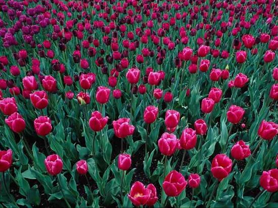  Krajobrazy  - Tulipany.jpg