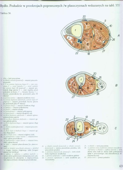 atlas anatomii topograficznej-miednica i kończyny - 057.jpg