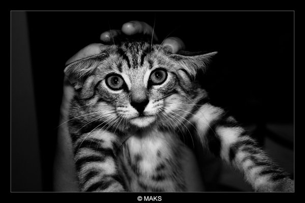 Koty - cat_by_MaksDiamond.jpg