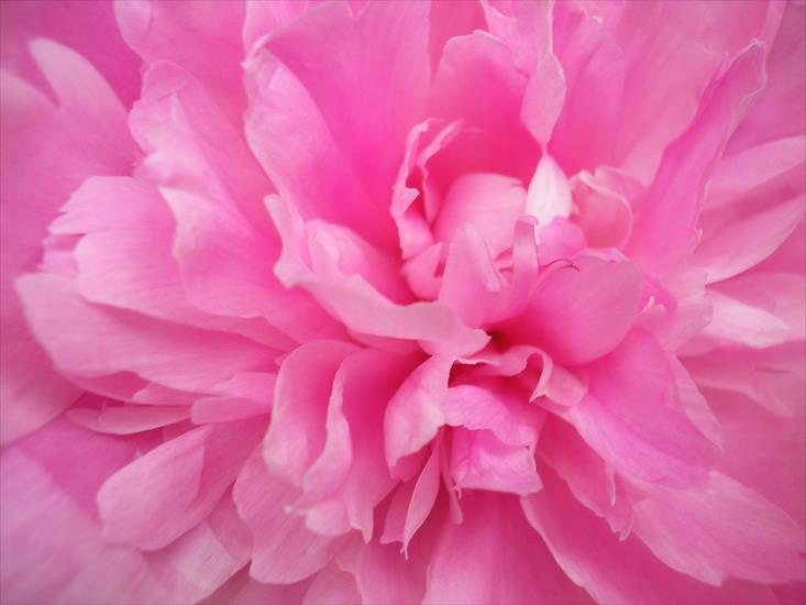 Kwiaty1 - Pink_Peony.jpg