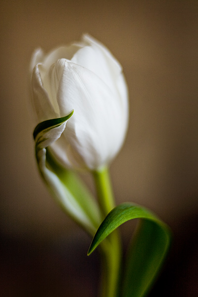 Kwiaty - tulipan_7456.jpg