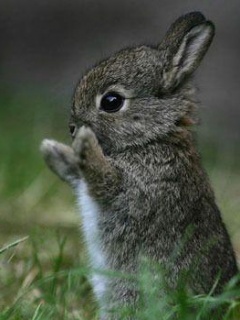 Zwierzęta - Gray_Rabbit-rz.jpg