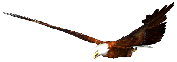 Zoo-Ptaki Orzeł - eagle-012.png