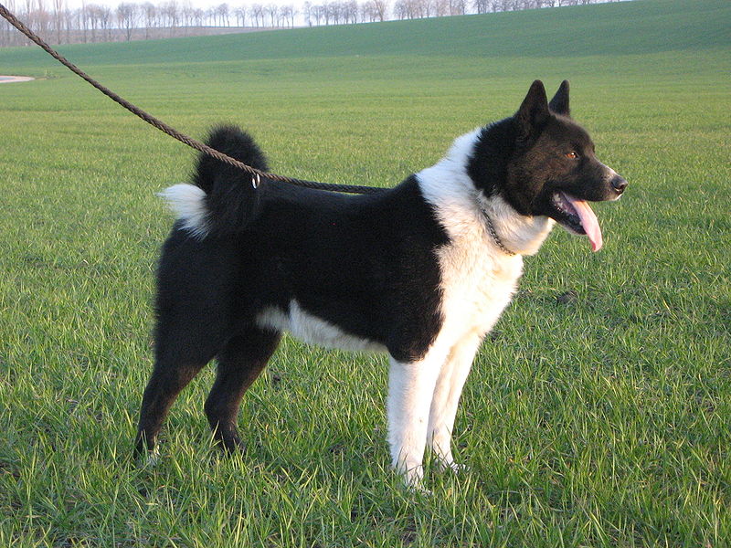 Rasy psów - Karelski pies na niedźwiedzie.