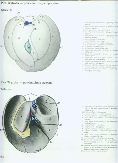 atlas anatomii-tułów - 178.jpg