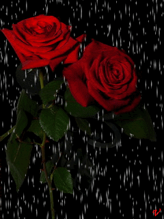 ANIMACJE KWIATOWE - Red_Roses.gif