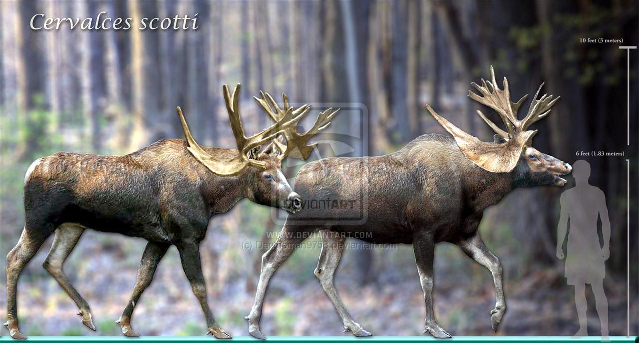 PREHISTORYCZNE ZWIERZĘTA -ZDJĘCIA W WYSOKIEJ ROZDZIELCZOŚCI - stag_moose_revisited_by_dantheman9758-d39s6n9_1600x861.jpg