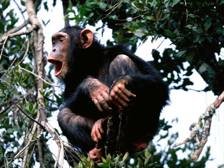  Animals part 1 z 3 - Crooning From The Treetops, Chimpanzee.jpg