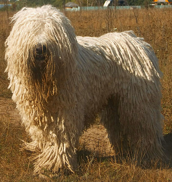 Rasy psów - Komondor.jpg