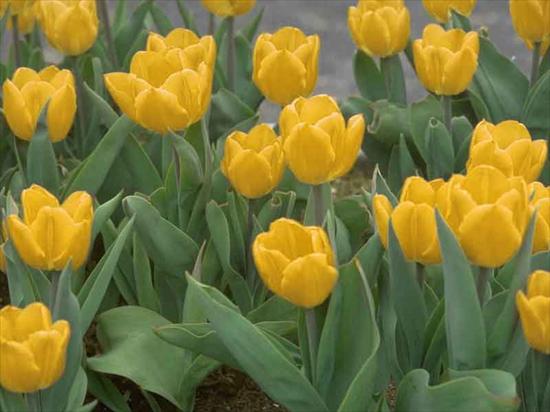  Krajobrazy  - Żółte Tulipany.jpg