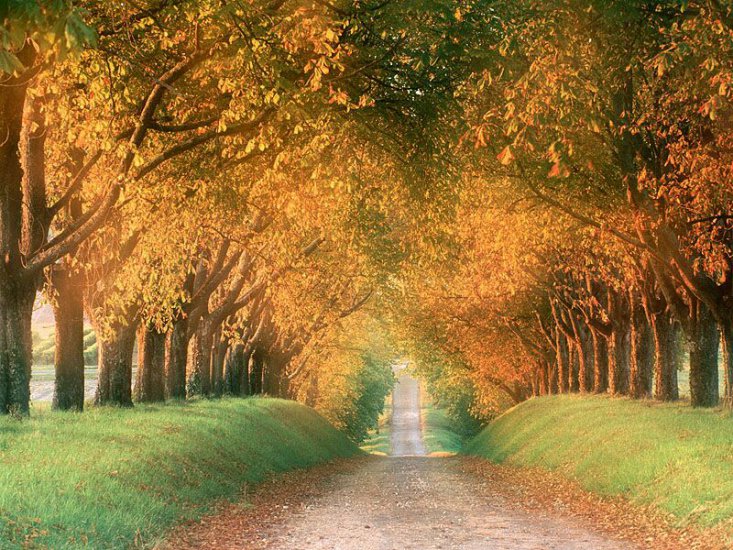 tapety - Autumn Road, Cognac Region, France.jpg