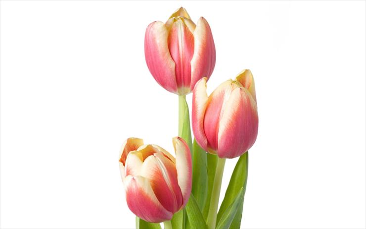 Tulipany - tulipany37.jpg