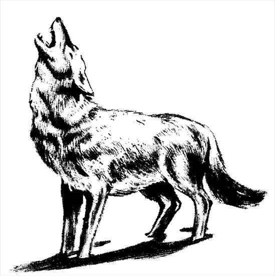 Wilki - WolfHowl-Drawing.gif