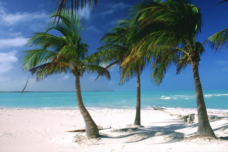 Plaża - palm trees, bahamas islands, caribbean.jpg