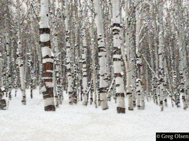 Olsen Greg - Landscape Art - winter_aspens_large_1.jpg