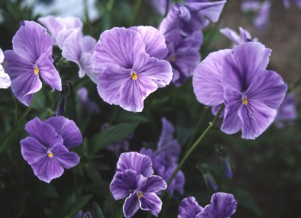 Tapety kwiaty - fiolek-rogaty-viola-cornuta-miniatur_1321.jpg