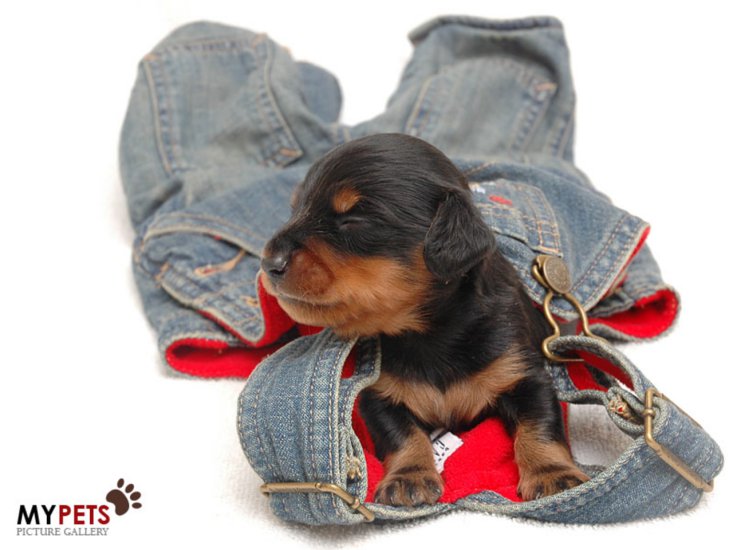 PIESKI - 739744-1280x960-sleepy-dachshund-baby-in-jeans.jpg