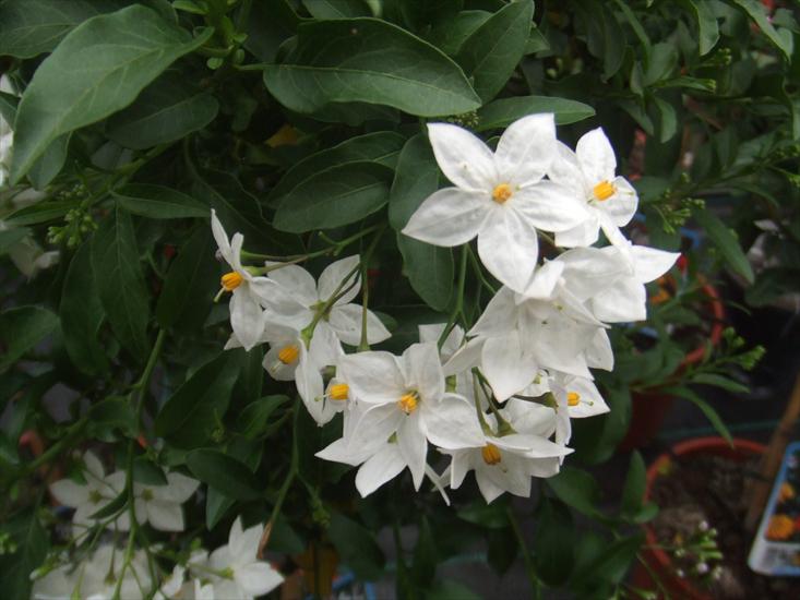 PSIANKA JAŚMINOWA - Solanum_jasminoides1.jpg