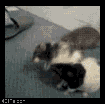 RYJBUK - Rats-forget-why-fighting_o_115906.gif