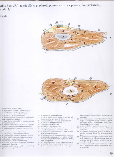 atlas anatomii topograficznej-miednica i kończyny - 013.jpg
