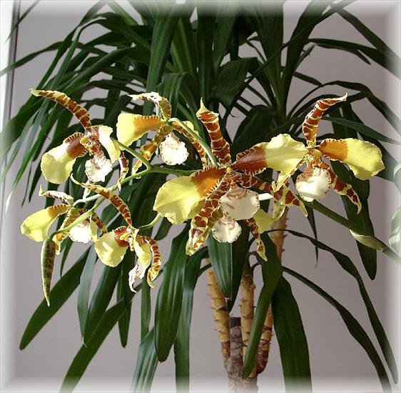Storczyk-orchidea - 16_5_4.jpg