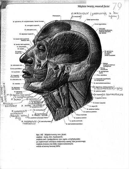 Anatomia - anatomia004.jpg