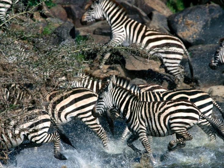  Animals part 2 z 3 - Exodus Across the River, Burchells Zebra.jpg