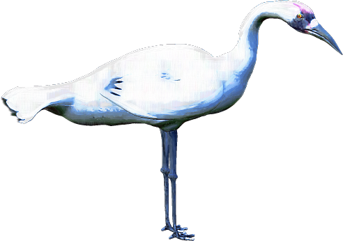 Zoo-Ptaki Bocian - whooping-crane-04.png