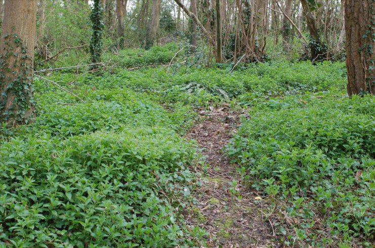 ZIELARSTWO.ZDJĘCIA - ZIOŁA.POLSKA.SZCZYR.TRWAŁY - Mercurialis perennis5.jpg