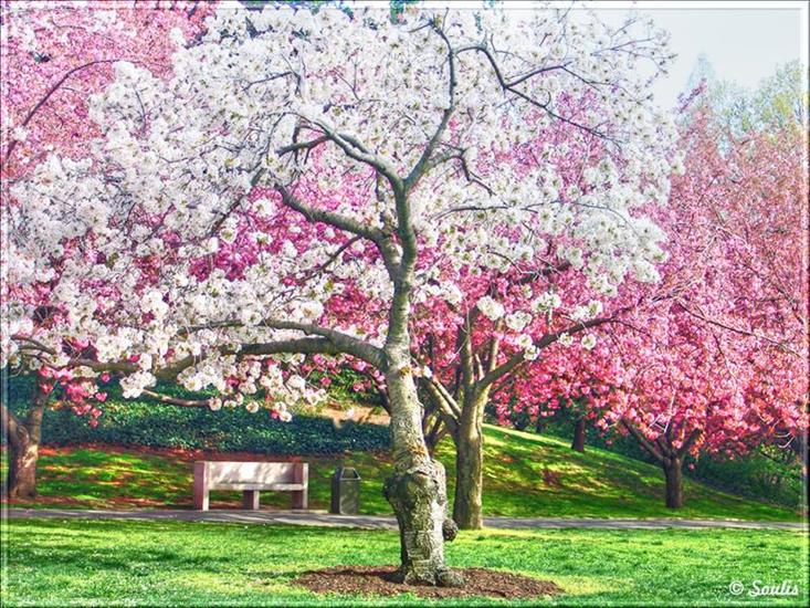 Cherry Blossoms - 59361204.soulis_cherry_blossoms_1.jpg