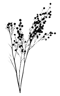 Ewanism  floral brushes - ewanism_floral24.png