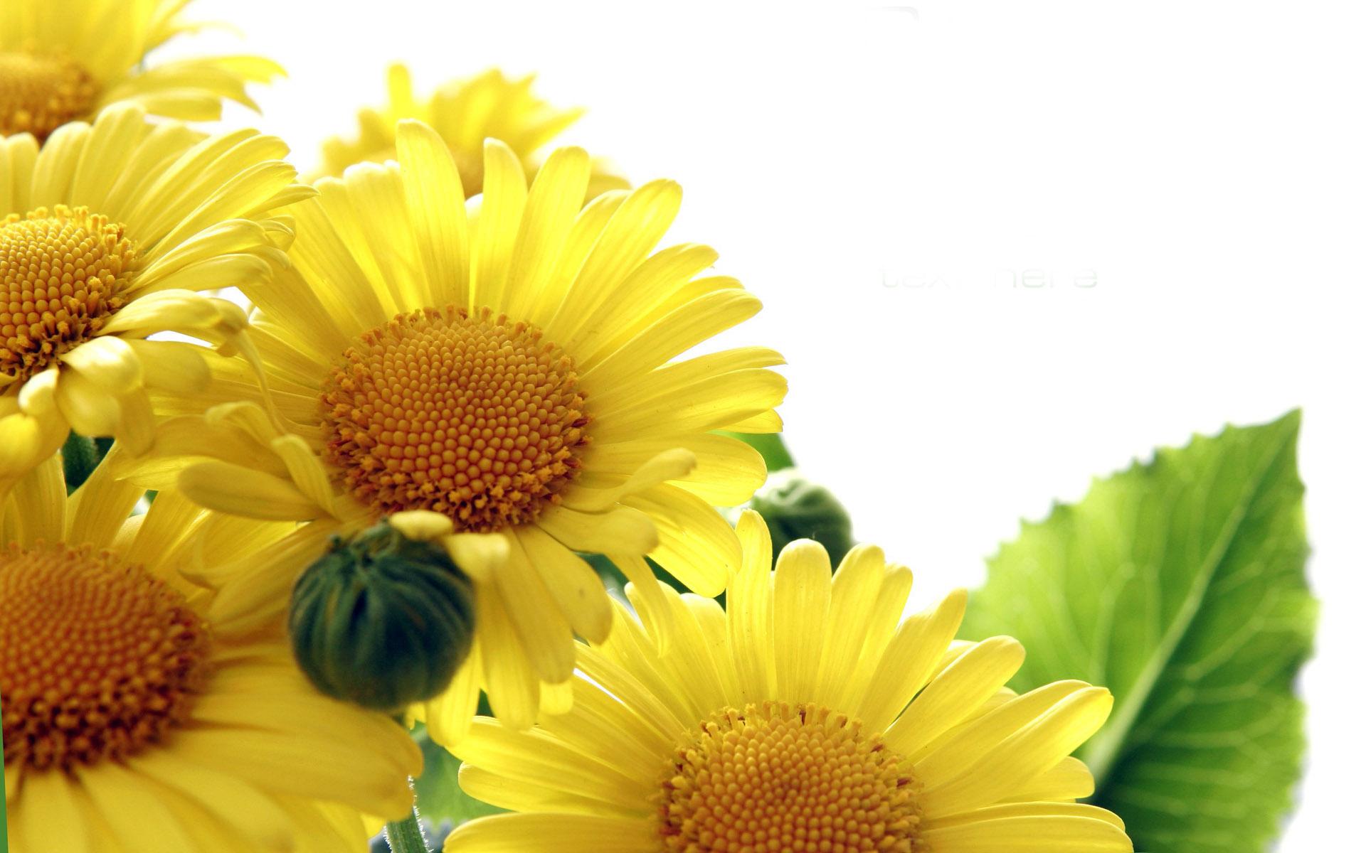 Kwiaty - sunflower-wallpaper_1920x1200g.jpg