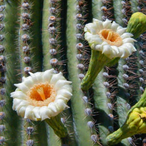 Kaktusy - 23.jpg