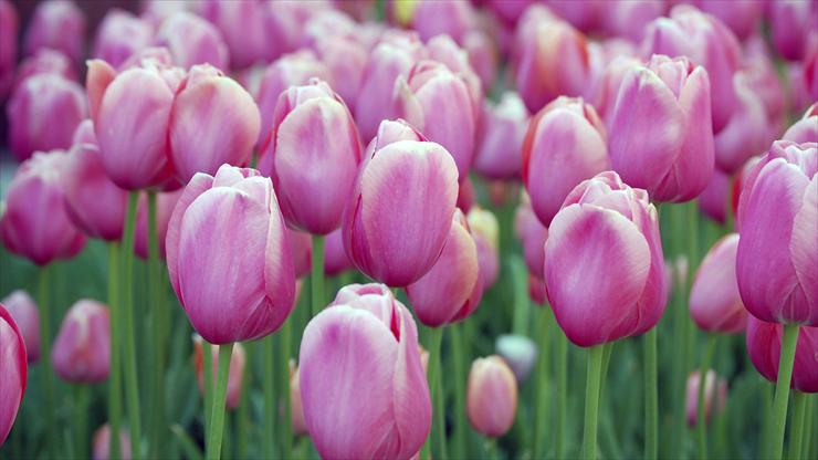 Tulipany - 3.jpg