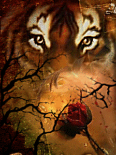 Zwierzęta - Tygrys4.gif