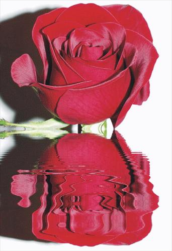 Róże GIF - róża.gif