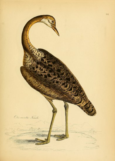 RETRO vintage - Illustrations of Ornithology v.2 --143.jpg