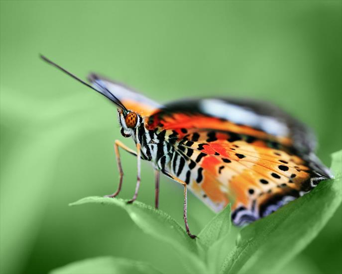 MoTyLe - butterfly_on_green.jpg