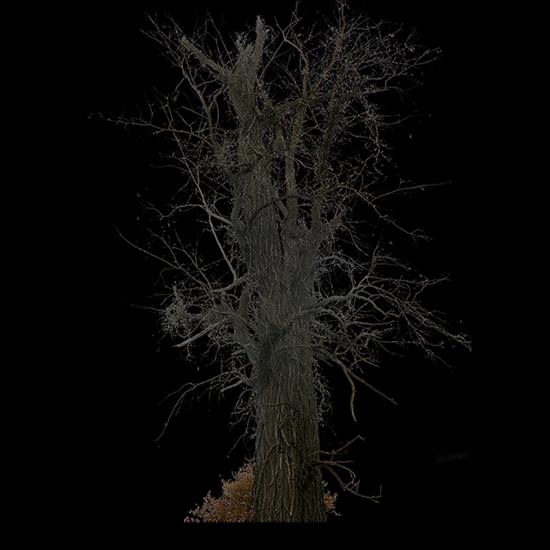 Rons_Trees_Samples - tree_4.png