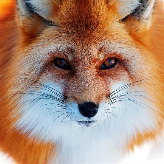 BEZKRWAWE_ŁOWY_ - fox-animal-ipad-wallpaper.jpg